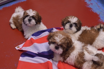 Four dogs named after Olympic showjumping champions 